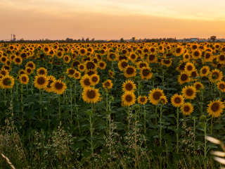阿尔勒向日葵花田