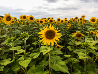 阿尔勒向日葵花田