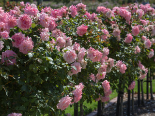 维多利亚州立玫瑰园