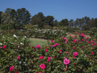 维多利亚州立玫瑰园