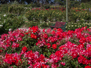 维多利亚州立玫瑰园