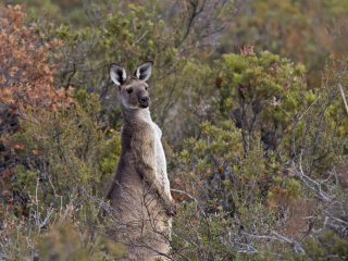 小沙漠国家公园