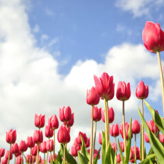 Purple tulips