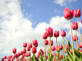 大宁郁金香公园