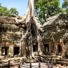 Ta Phrom at Angkor Wat, Cambodia