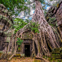 Panorama of ancient stone door and tree roots, Ta Prohm temple ruins, Angkor, Cambodia