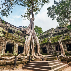 Classical picture of Ta Prohm Temple, Angkor, Cambodia