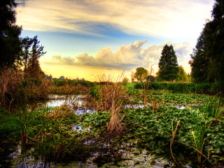约翰内斯堡植物园