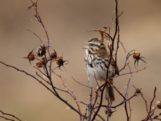 阿默斯特点候鸟保护区