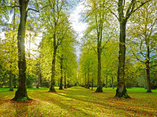 韦斯顿伯特植物园