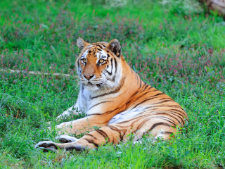 布鲁克菲尔德动物园