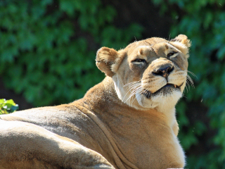 布鲁克菲尔德动物园