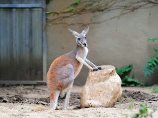 布鲁克菲尔德动物园