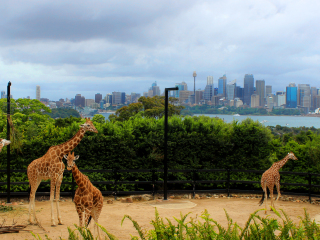 澳大利亚悉尼塔朗加动物园