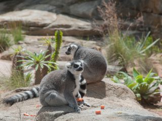 澳大利亚悉尼塔朗加动物园