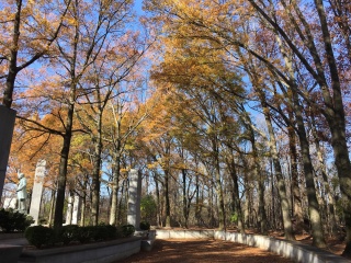 山毛榉林荫大道