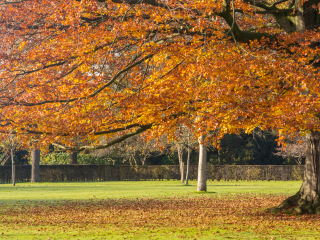 山毛榉林荫大道