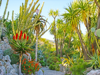 摩纳哥热带植物园