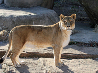 林肯公园动物园