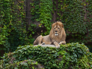 林肯公园动物园