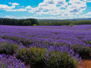 飘丝薰衣草庄园