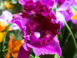 亚特兰大植物园