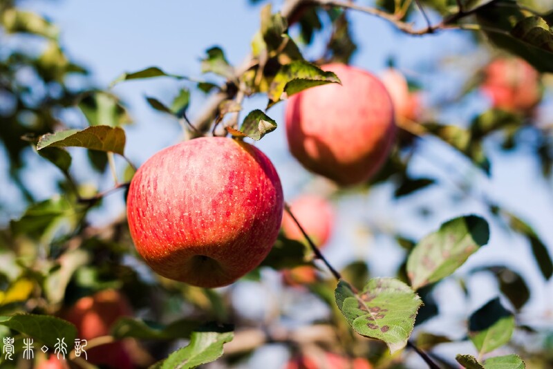 初遇栖霞,在秋天的苹果树下