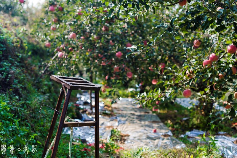 初遇栖霞在秋天的苹果树下