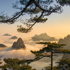 Monkey watch sea cloud ,Mt. Huangshan in Anhui, China