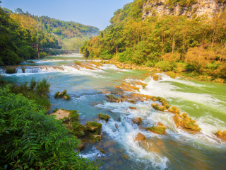 黄果树