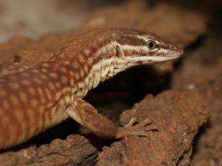 艾丽丝泉爬行动物中心