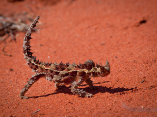 艾丽丝泉爬行动物中心