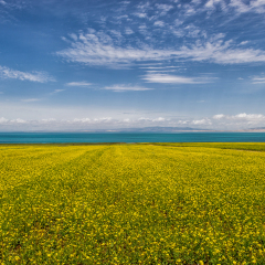 Qinghai Lake