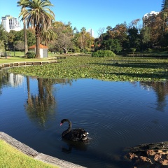 Black swan in pond