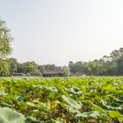 Hebei Chengde Mountain Resort Wenyuan Lion Forest and Hetang