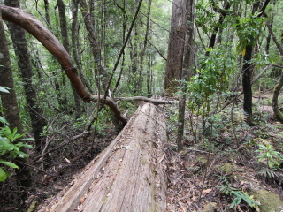 塔胡恩空中栈道