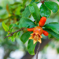 Red flower of a pomegranate tree on a blurred green background