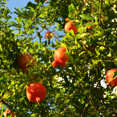 Ripe pomegranates on a pomegranate tree in the bright sun