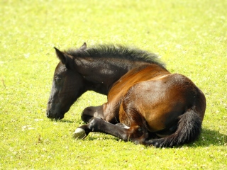明道岩观光休养牧场