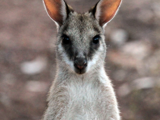 北领地野生动物园