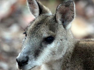 北领地野生动物园