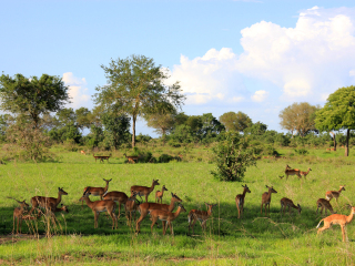 米库米国家公园