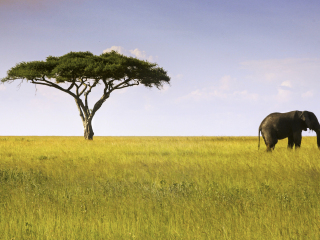 赛伦盖蒂生物保护区