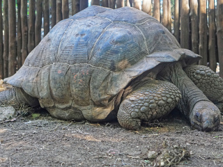 桑给巴尔乌龟岛
