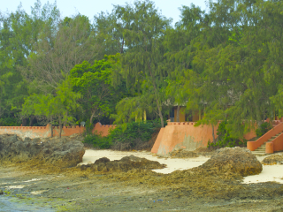 桑给巴尔乌龟岛