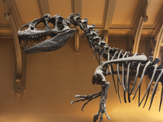 日内瓦自然历史博物馆