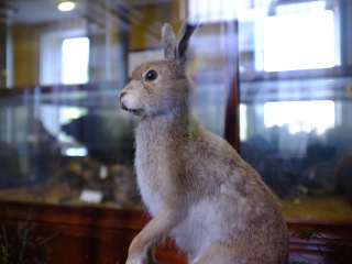 日内瓦自然历史博物馆