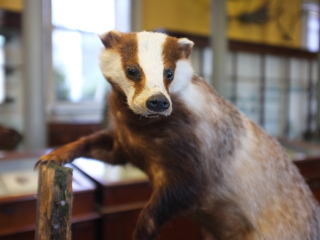 日内瓦自然历史博物馆