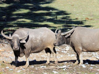 基督城奥拉纳野生动物园