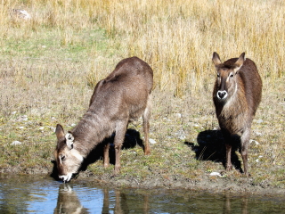 基督城奥拉纳野生动物园